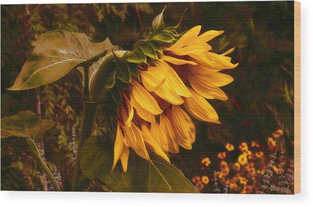 Sunflower Wood Print featuring the photograph 5am Wake Up Call by Douglas MooreZart