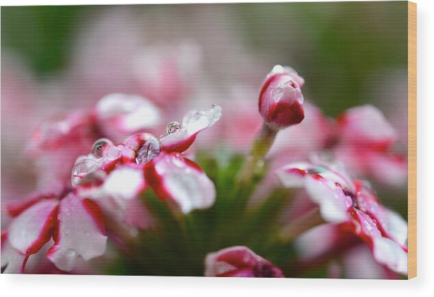 Rain Wood Print featuring the photograph After the Rain by Corinne Rhode