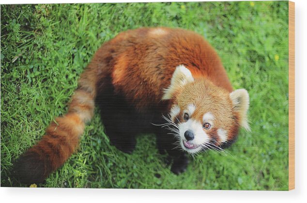 Panda Wood Print featuring the photograph Ailurus Fulgens by Elysee Shen