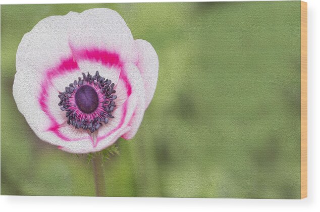Photo Wood Print featuring the photograph Anemone - Pink Center by Rebecca Cozart