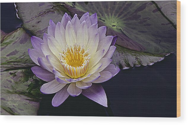 Waterlily Wood Print featuring the photograph Autumn Aquatic Bloom by Julie Palencia