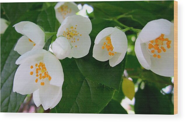 White Wood Print featuring the photograph Backyard Beauties by Cynthia Clark