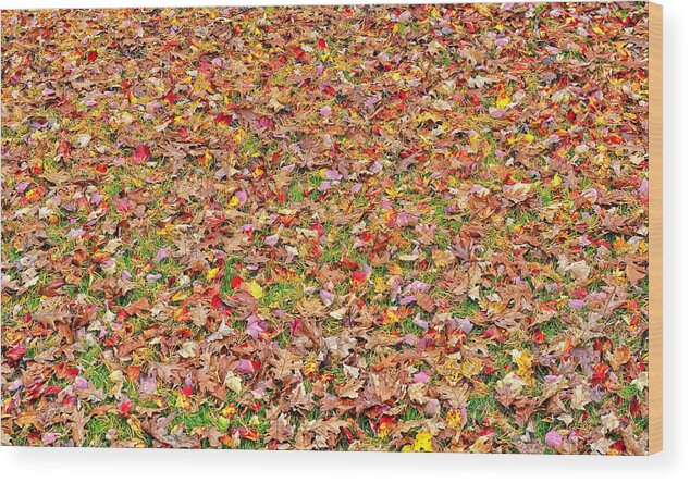 New York Wood Print featuring the photograph Beautiful Autumn Oak Maple and Japanese Maple Leaves by Marianne Campolongo