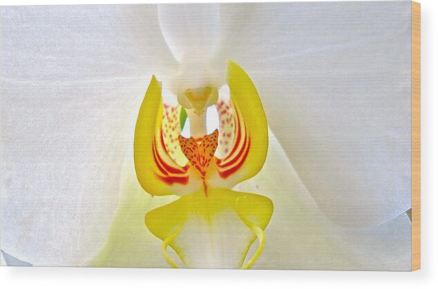 Orchid Wood Print featuring the photograph Beautiful white orchid by Sue Morris