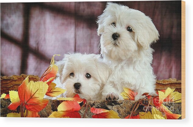 Bichon Frise Photographs Wood Print featuring the mixed media Bichon Puppies by Marvin Blaine