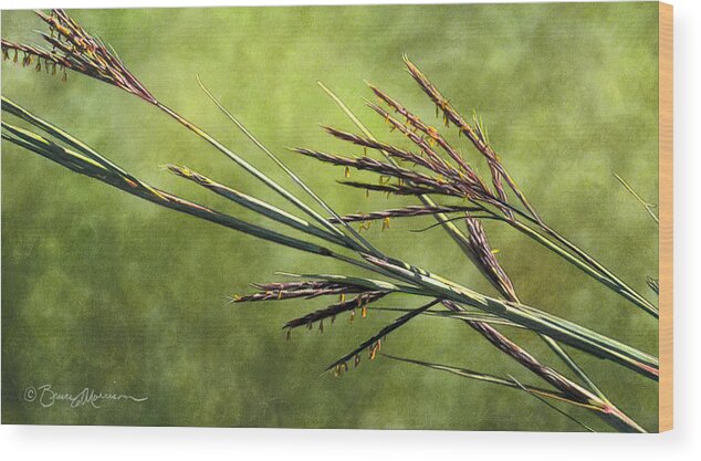 Prairie Wood Print featuring the drawing Big Bluestem in Bloom by Bruce Morrison