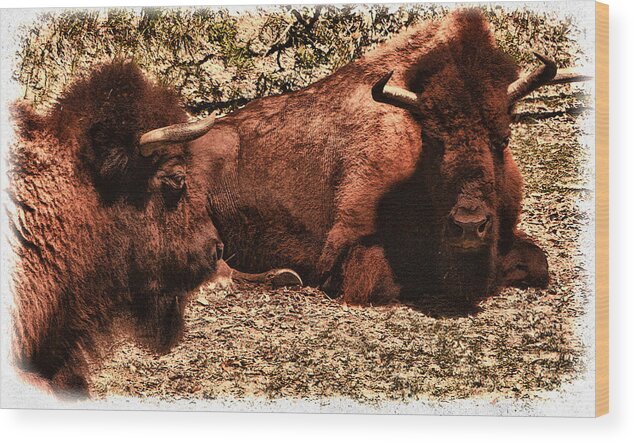 Bison Wood Print featuring the photograph Bison by Ola Allen