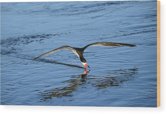 Black Skimmer Wood Print featuring the photograph Black Skimmer by Patricia Dennis