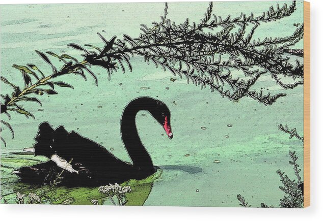 Black Swan Wood Print featuring the photograph Black Swan2 by Janet Greer Sammons