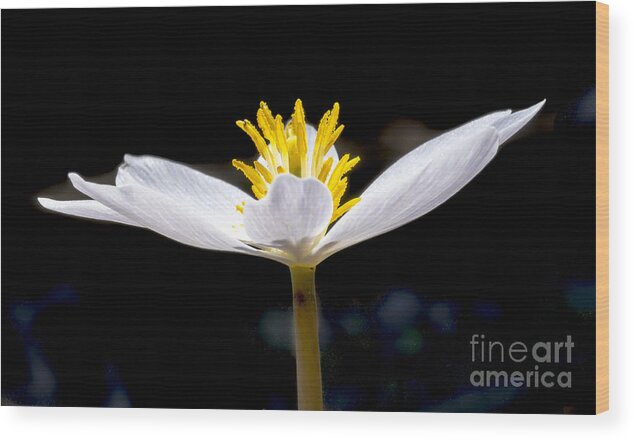 Flowers Wood Print featuring the photograph Bloodroot 1 by Steven Ralser