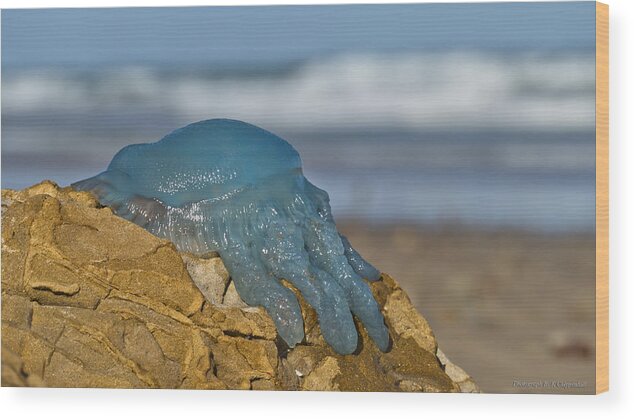 Blue Jellyfish Wood Print featuring the photograph Blue Jellyfish 02 by Kevin Chippindall