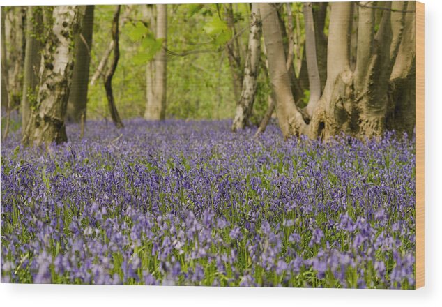Forest Wood Print featuring the photograph Bluebell Woods by Spikey Mouse Photography