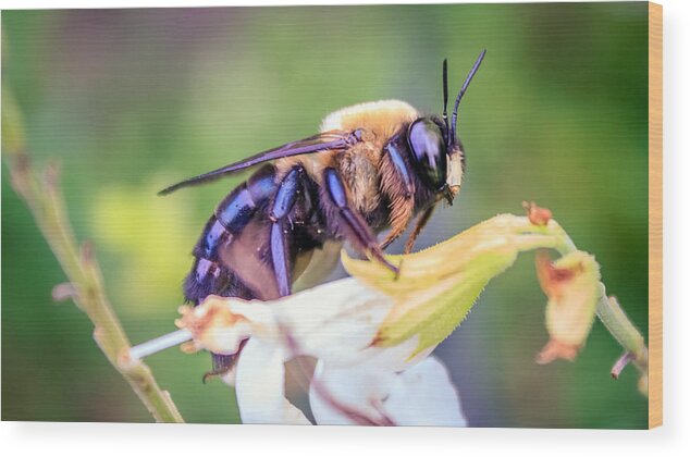 Animal Wood Print featuring the photograph Bombini Bombus by Rob Sellers