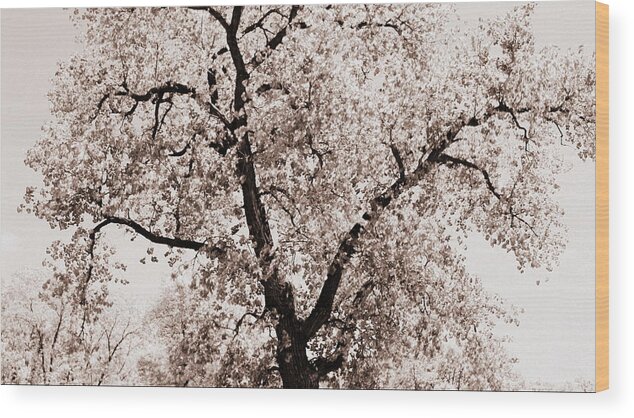 Tree Wood Print featuring the photograph Branches by Inspired Arts
