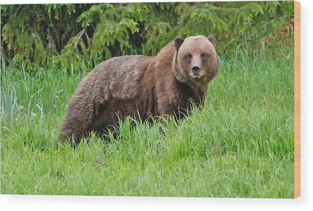 Sedge Eating Wood Print featuring the photograph Brown Bear Stare Alaska by Tom Wurl