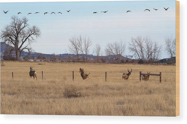 Deer Jumping Phoograph Wood Print featuring the photograph Bucks and Geese by Jim Garrison