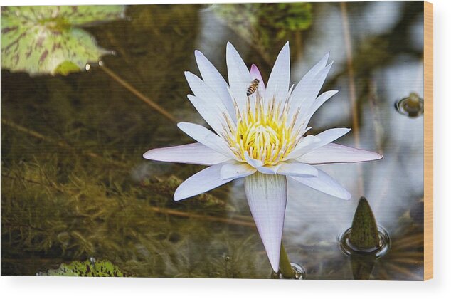 Water Lily Wood Print featuring the photograph Busy Bee by Dave Files