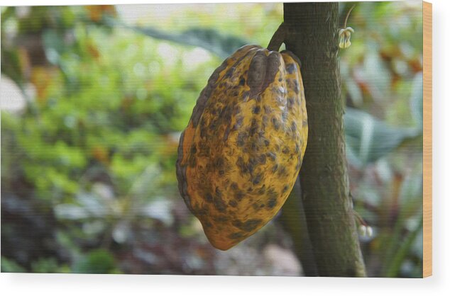 Botany Wood Print featuring the photograph Cacao Plant by Aged Pixel
