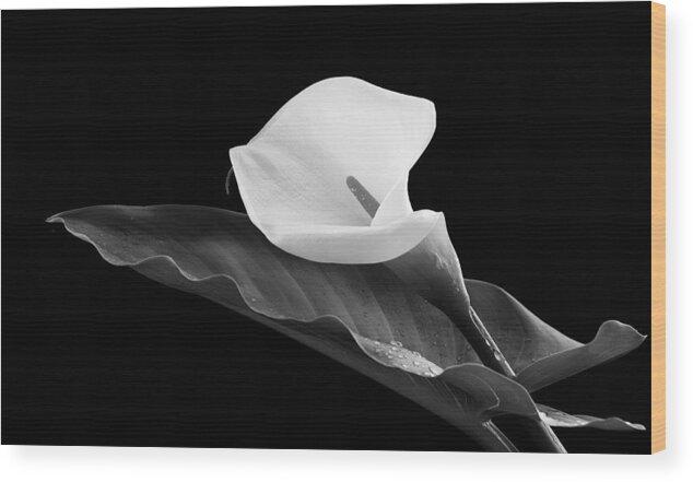 Calla Lili Wood Print featuring the photograph Calla lily flower by Michalakis Ppalis
