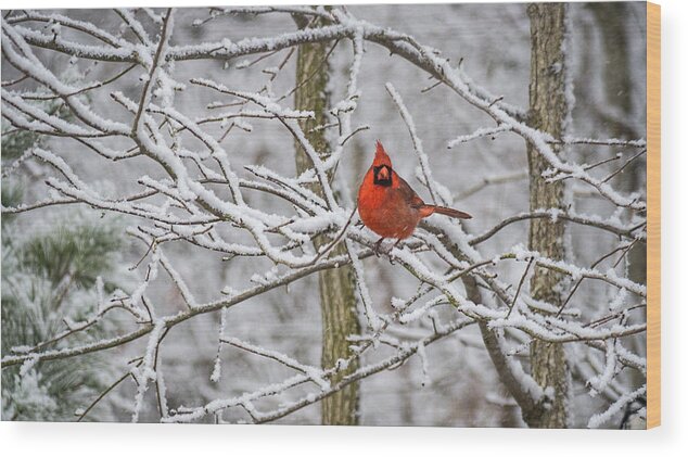 Nature Wood Print featuring the photograph Cardinal in Snow by David Kay