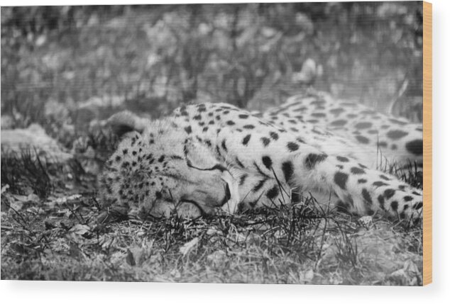 Cheetah At Rest Wood Print featuring the photograph Cheetah at Rest by Tracy Winter