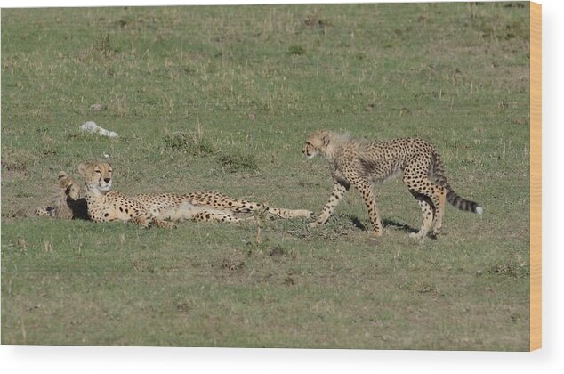 Kenya Wood Print featuring the photograph Cheetah Relaxing With Her Cubs by Tom Wurl
