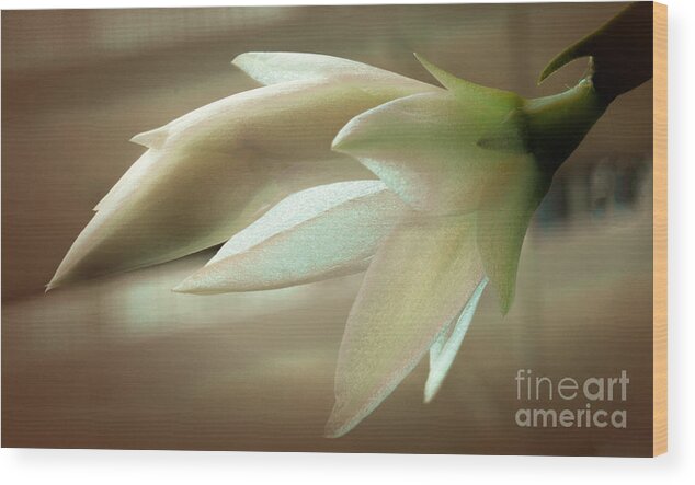 Art Prints Wood Print featuring the photograph Christmas Bloom by Dave Bosse