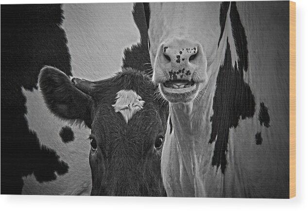 Cows Wood Print featuring the photograph Bovine Comedy by Bob Geary