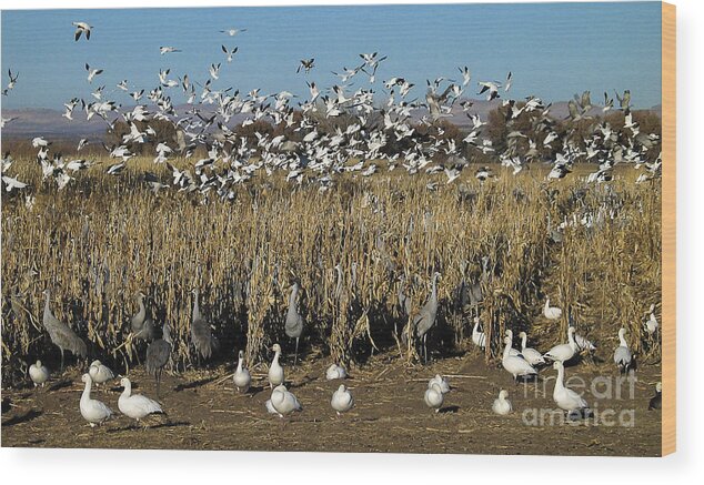 Cranes Wood Print featuring the photograph Cranes And Geese 2 by Steven Ralser