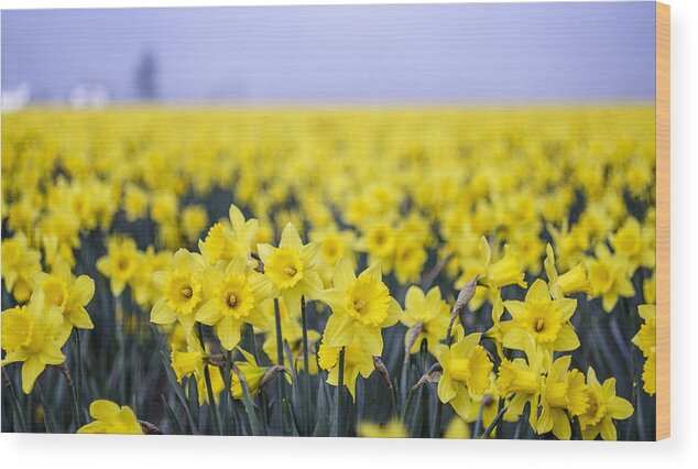 Daffodil Wood Print featuring the photograph Daffodil Blur by Tony Locke
