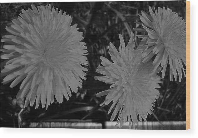 Dandelion Wood Print featuring the photograph Dandelion Weeds? b/w by Martin Howard