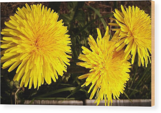 Dandelion Wood Print featuring the photograph Dandelion Weeds? by Martin Howard