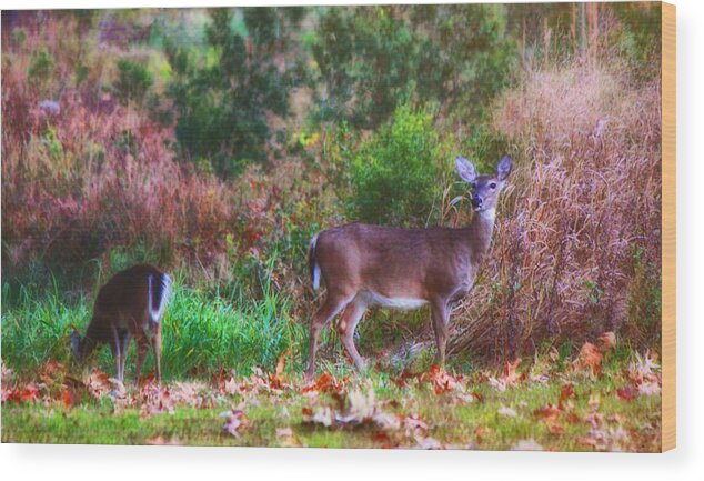 Deer Wood Print featuring the photograph Deer in Autumn by Ola Allen