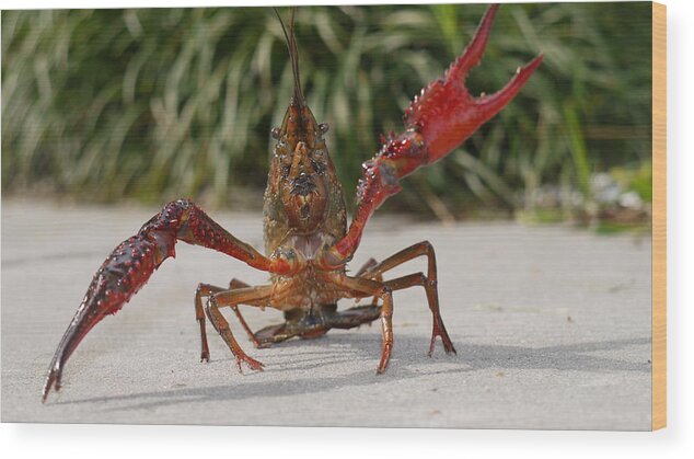 Crawfish Wood Print featuring the photograph Defiant Crawfish by Kimo Fernandez
