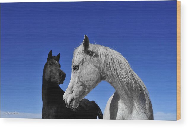 Black Horse Wood Print featuring the photograph Ebony and Ivory by Karen Slagle