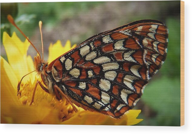Butterfly Wood Print featuring the photograph Edith Checkerspot by Julia Hassett