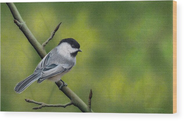 Chickadee Wood Print featuring the drawing Emerald Shadows by Stirring Images
