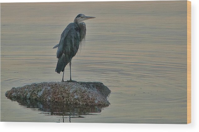 Herron Wood Print featuring the photograph Evening Hunt by Ron Roberts