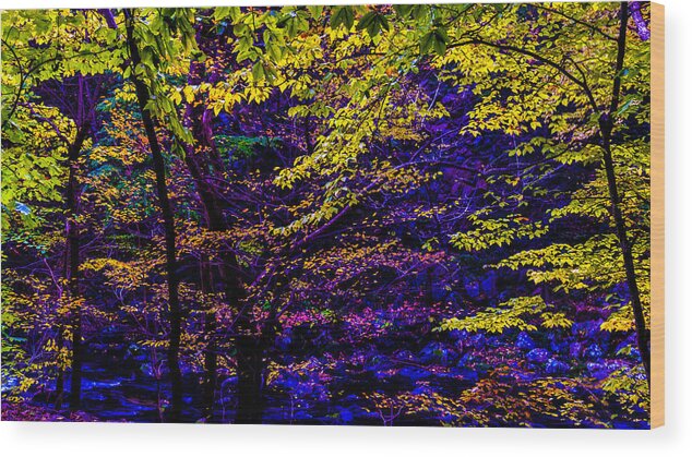 Autumn Wood Print featuring the photograph Fall Colors by Louis Dallara