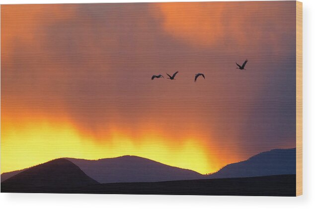 Sandhill Wood Print featuring the photograph Fire in the Sky by Jack Nevitt