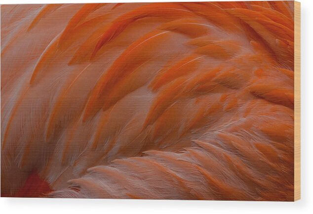 Flamingo Feathers Wood Print featuring the photograph Flamingo Feathers by Michael Hubley