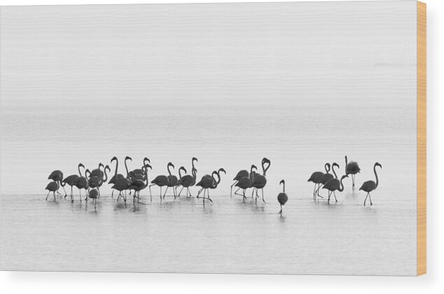 Flamingo Wood Print featuring the photograph Flamingos by Joan Gil Raga