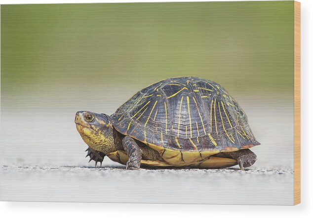 Animal Themes Wood Print featuring the photograph Florida Box Turtle by Kristian Bell