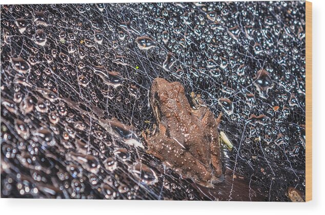 Amphibia Wood Print featuring the photograph Frog On A Web by Traveler's Pics