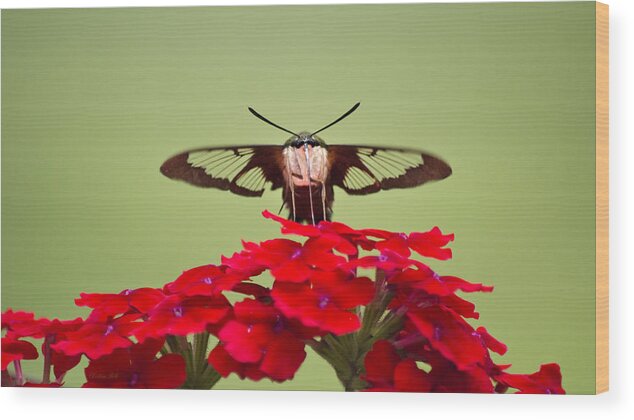 Hummingbird Clearwing Moth Wood Print featuring the photograph Hummingbird Clearwing Moth Front And Center by Christina Rollo