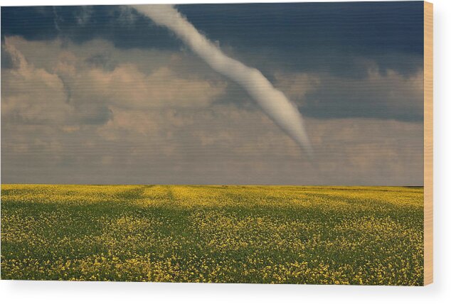 Canola Field Wood Print featuring the photograph Funnel Clouds by Larry Trupp