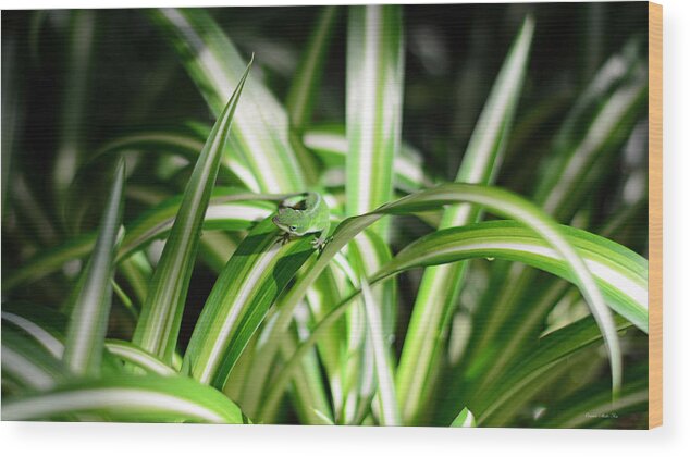 Gecko Wood Print featuring the photograph Gecko Camouflaged on Spider Plant by Connie Fox