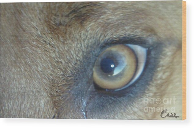 Golden Eye Of Norbu 12 18 2011 Wood Print featuring the photograph Golden Eye of Norbu 12 18 2011 by Feile Case