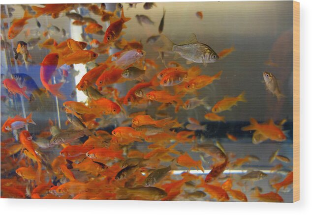 Goldfish Wood Print featuring the photograph Goldfish by Diane Lent