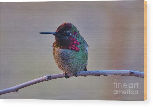 Hummingbird Wood Print featuring the photograph Grumpy by Marcia Breznay